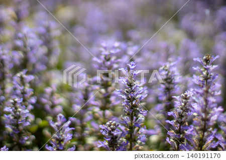Ajuga reptans, bugle, blue bugle or bugleweed flowers with dreamy bokeh Ajuga reptans, bugle, blue bugle or bugleweed flowers with dreamy bokeh 140191170