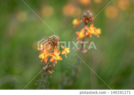 Bulbine frutescens, wild kopieva or stalked bulbine flowers with selective focus Bulbine frutescens, wild kopieva or stalked bulbine flowers with selective focus 140191171