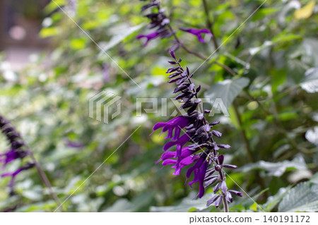 Salvia x guaranitica hybrid with deep purple flower spikes Salvia x guaranitica hybrid with deep purple flower spikes 140191172