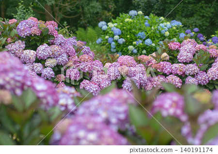 Colorful Hydrangea macrophylla blooms with soft focus garden foreground Colorful Hydrangea macrophylla blooms with soft focus garden foreground 140191174