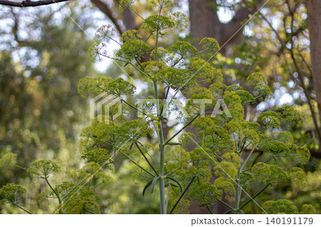 Ferula communis or giant fennel Apiaceae in botanical garden Ferula communis or giant fennel Apiaceae in botanical garden 140191179