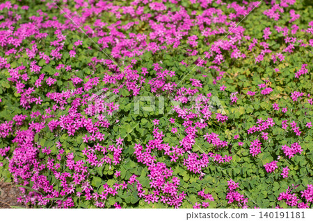 Oxalis articulata or pink sorrel or pink wood sorrel flowering groundcover 140191181
