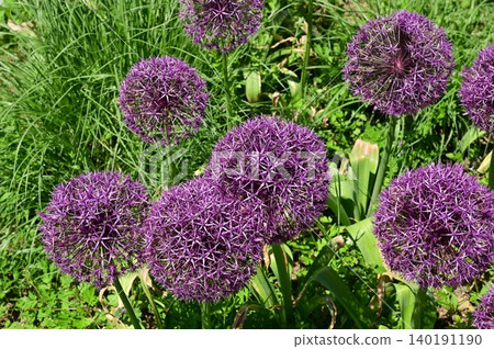Allium (Amaryllidaceae family), genus Allium 140191190