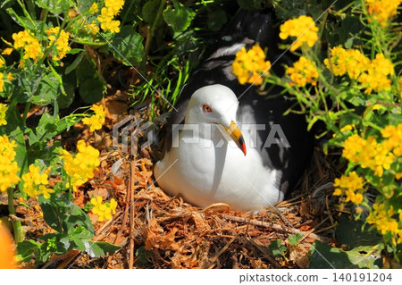 Black-tailed gulls raising their young (incubating eggs) in the grass and resting in their nest | A flock of black-tailed gulls seen around Kabushima Shrine in Hachinohe, a port town. Black-tailed gulls raising their young (incubating eggs) in the grass and resting in their nest | A flock of black-tailed gulls seen around Kabushima Shrine in Hachinohe, a port town. 140191204