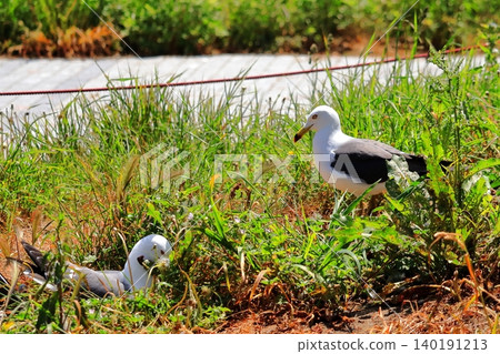 Black-tailed gulls raising their young (incubating eggs) in the grass and resting in their nest | A flock of black-tailed gulls seen around Kabushima Shrine in Hachinohe, a port town. Black-tailed gulls raising their young (incubating eggs) in the grass and resting in their nest | A flock of black-tailed gulls seen around Kabushima Shrine in Hachinohe, a port town. 140191213