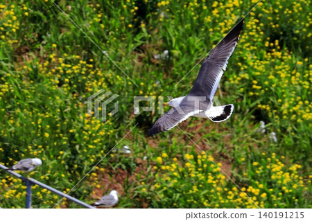 Black-tailed gulls raising their young (incubating eggs) in the grass and resting in their nest | A flock of black-tailed gulls seen around Kabushima Shrine in Hachinohe, a port town. 140191215