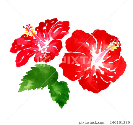 木槿花插圖,夏季花卉水彩畫 木槿花插圖,夏季花卉水彩畫 140191289