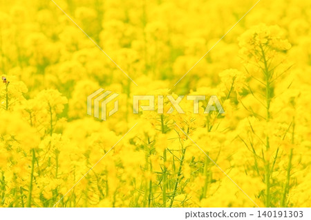 Canola flowers in full bloom Canola flowers in full bloom 140191303