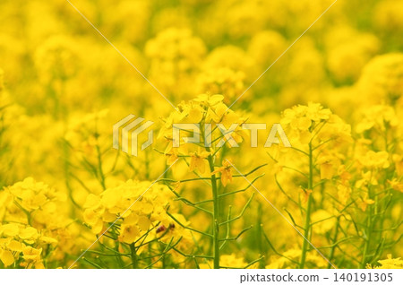 盛開的油菜花〉 140191305