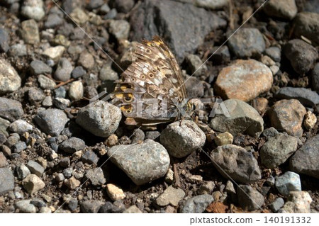 A Satyridae butterfly perched on a rock. A Satyridae butterfly perched on a rock. 140191332