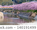 Kawazu cherry blossoms in the early morning (side view) 140191499