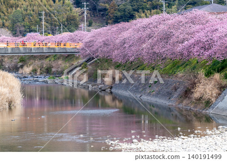 清晨的河津櫻花(側面圖) 清晨的河津櫻花(側面圖) 140191499