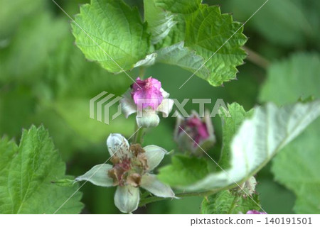 Nawaishiroigo flower Nawaishiroigo flower 140191501