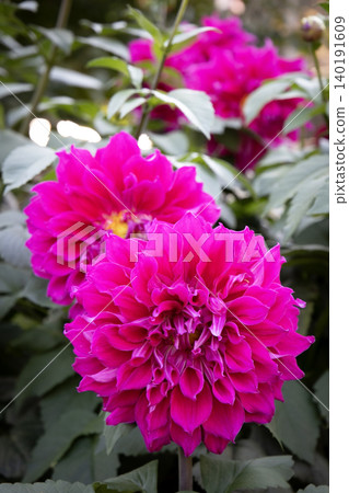 A vibrant pink dahlia (variety: Sea of Mist) A vibrant pink dahlia (variety: Sea of Mist) 140191609