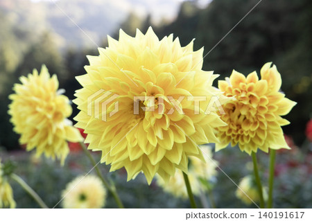 Yellow dahlias in full bloom in the mountains (variety: Yamabiraki) 140191617