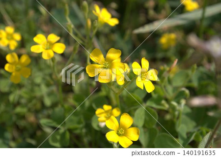 黃色Kabaki花 黃色Kabaki花 140191635