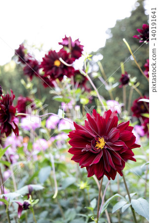 Deep red dahlias (variety: Kurocho) blooming in a flower field. Deep red dahlias (variety: Kurocho) blooming in a flower field. 140191641