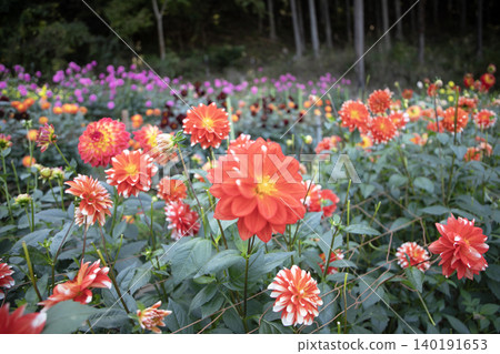 A field of dahlias in full bloom (variety: Enmusubi) A field of dahlias in full bloom (variety: Enmusubi) 140191653