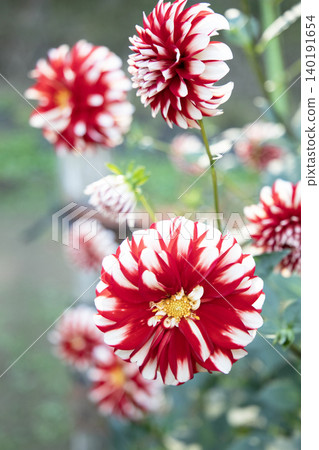 A beautiful dahlia with a red and white gradient (variety: Strawberry Mousse) 140191654