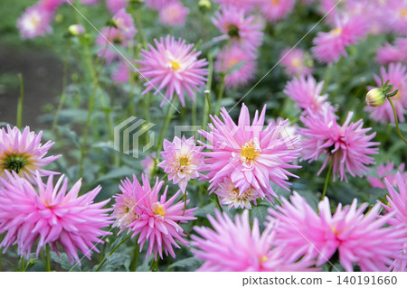 A pink dahlia with pointed petals (variety: Stars Lady) A pink dahlia with pointed petals (variety: Stars Lady) 140191660