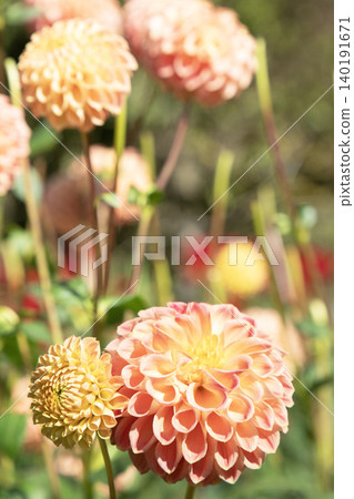 A rounded, orange dahlia (variety: Snowhodlis) A rounded, orange dahlia (variety: Snowhodlis) 140191671