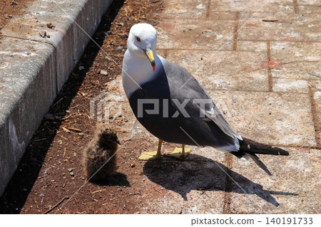 A scene of a baby black-tailed gull and its parent encountered at Kabushima Shrine in Hachinohe City | The growth of a tiny life and the ecology of wild animals A scene of a baby black-tailed gull and its parent encountered at Kabushima Shrine in Hachinohe City | The growth of a tiny life and the ecology of wild animals 140191733
