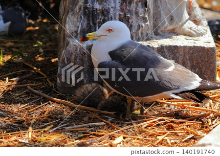 A scene of a baby black-tailed gull and its parent encountered at Kabushima Shrine in Hachinohe City | The growth of a tiny life and the ecology of wild animals A scene of a baby black-tailed gull and its parent encountered at Kabushima Shrine in Hachinohe City | The growth of a tiny life and the ecology of wild animals 140191740