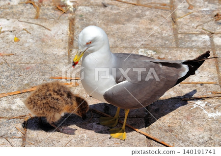 A scene of a baby black-tailed gull and its parent encountered at Kabushima Shrine in Hachinohe City | The growth of a tiny life and the ecology of wild animals A scene of a baby black-tailed gull and its parent encountered at Kabushima Shrine in Hachinohe City | The growth of a tiny life and the ecology of wild animals 140191741