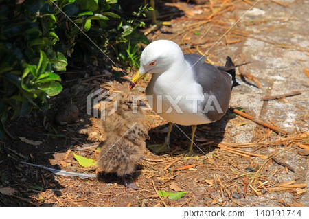 A scene of a baby black-tailed gull and its parent encountered at Kabushima Shrine in Hachinohe City | The growth of a tiny life and the ecology of wild animals 140191744