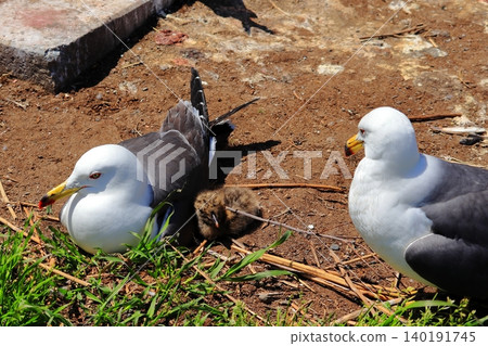 A scene of a baby black-tailed gull and its parent encountered at Kabushima Shrine in Hachinohe City | The growth of a tiny life and the ecology of wild animals A scene of a baby black-tailed gull and its parent encountered at Kabushima Shrine in Hachinohe City | The growth of a tiny life and the ecology of wild animals 140191745