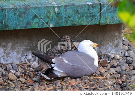 A scene of a baby black-tailed gull and its parent encountered at Kabushima Shrine in Hachinohe City | The growth of a tiny life and the ecology of wild animals A scene of a baby black-tailed gull and its parent encountered at Kabushima Shrine in Hachinohe City | The growth of a tiny life and the ecology of wild animals 140191749
