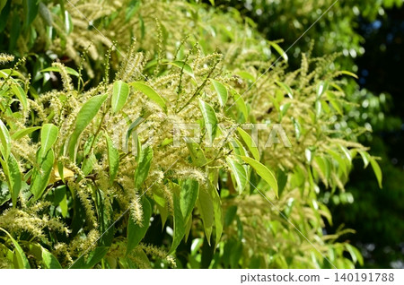 Castanopsis sieboldii(殼斗科),櫧屬 Castanopsis sieboldii(殼斗科),櫧屬 140191788