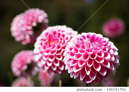Round, pink dahlia (variety: Picture Diary) Round, pink dahlia (variety: Picture Diary) 140191791