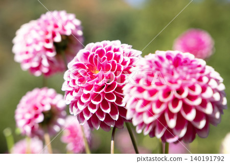 Round, pink dahlia (variety: Picture Diary) Round, pink dahlia (variety: Picture Diary) 140191792