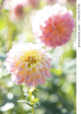 A beautiful dahlia with a delicate pink and yellow gradient (variety: Sugartown Sunrise) A beautiful dahlia with a delicate pink and yellow gradient (variety: Sugartown Sunrise) 140191793