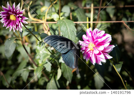 A black butterfly (variety: Otedama, Papilio memnon) perched on a pink dahlia. 140191796