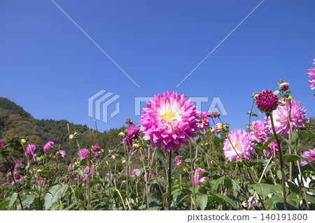Pink dahlias (variety: Akita Bijin) blooming against the blue sky in a mountain valley. Pink dahlias (variety: Akita Bijin) blooming against the blue sky in a mountain valley. 140191800