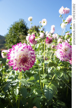 A beautiful dahlia (variety: Wedding March) with a gradient of purple and white blooming against a blue sky. A beautiful dahlia (variety: Wedding March) with a gradient of purple and white blooming against a blue sky. 140191802