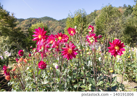 山間花田中盛開著鮮紅色的大麗花(品種:素詩園)。 山間花田中盛開著鮮紅色的大麗花(品種:素詩園)。 140191806