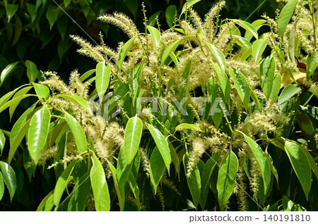 Castanopsis sieboldii(殼斗科),櫧屬 Castanopsis sieboldii(殼斗科),櫧屬 140191810