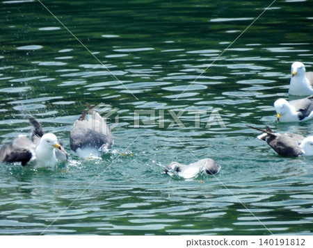 Black-tailed gulls playing and bathing together. Black-tailed gulls playing and bathing together. 140191812