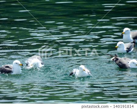 Black-tailed gulls playing and bathing together. Black-tailed gulls playing and bathing together. 140191814