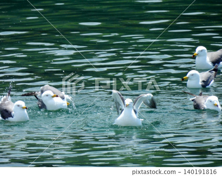 Black-tailed gulls playing and bathing together. Black-tailed gulls playing and bathing together. 140191816