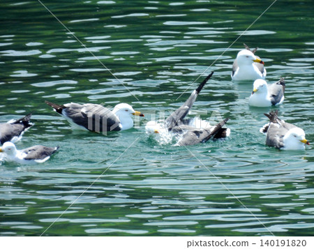 Black-tailed gulls playing and bathing together. Black-tailed gulls playing and bathing together. 140191820