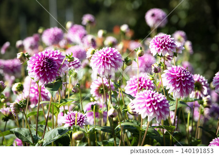 A small dahlia with a beautiful purple and white gradient (variety: Namahage Beauty) A small dahlia with a beautiful purple and white gradient (variety: Namahage Beauty) 140191853