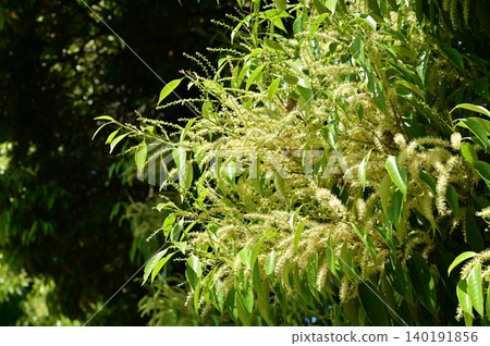 Castanopsis sieboldii(殼斗科),櫧屬 Castanopsis sieboldii(殼斗科),櫧屬 140191856