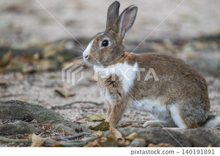 Okunoshima, a paradise for rabbits Okunoshima, a paradise for rabbits 140191891