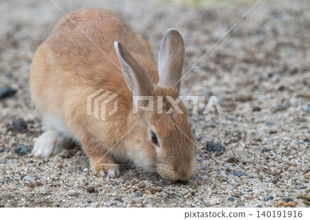 Okunoshima, a paradise for rabbits 140191916