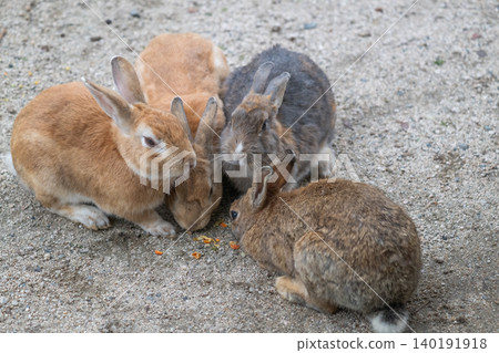 Okunoshima, a paradise for rabbits Okunoshima, a paradise for rabbits 140191918