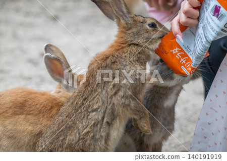 Okunoshima, a paradise for rabbits 140191919